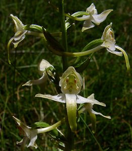 Platanthera chlorantha (Orchidaceae)  - Platanthère à fleurs verdâtres, Orchis vert, Orchis verdâtre, Plalatanthère des montagnes, Platanthère verdâtre - Greater Butterfly-orchid Pyrenees-Orientales [France] 08/07/2004 - 1730m