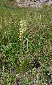 Platanthera chlorantha (Orchidaceae)  - Platanthère à fleurs verdâtres, Orchis vert, Orchis verdâtre, Plalatanthère des montagnes, Platanthère verdâtre - Greater Butterfly-orchid Hautes-Pyrenees [France] 13/07/2004 - 1600m