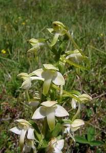 Platanthera chlorantha (Orchidaceae)  - Platanthère à fleurs verdâtres, Orchis vert, Orchis verdâtre, Plalatanthère des montagnes, Platanthère verdâtre - Greater Butterfly-orchid Hautes-Pyrenees [France] 13/07/2004 - 1600m