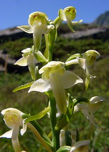 Platanthera chlorantha (Orchidaceae)  - Platanthère à fleurs verdâtres, Orchis vert, Orchis verdâtre, Plalatanthère des montagnes, Platanthère verdâtre - Greater Butterfly-orchid Hautes-Pyrenees [France] 13/07/2004 - 1600m