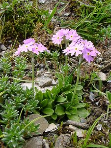 Primula farinosa (Primulaceae)  - Primevère farineuse - Bird's-eye Primrose Hautes-Pyrenees [France] 13/07/2004 - 2060m