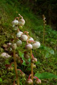 Pyrola minor (Ericaceae)  - Pyrole mineure, Petite pyrole - Common Wintergreen Hautes-Pyrenees [France] 12/07/2004 - 1290m