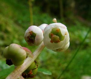 Pyrola minor (Ericaceae)  - Pyrole mineure, Petite pyrole - Common Wintergreen Hautes-Pyrenees [France] 12/07/2004 - 1290m