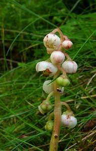 Pyrola minor (Ericaceae)  - Pyrole mineure, Petite pyrole - Common Wintergreen Hautes-Pyrenees [France] 12/07/2004 - 1290m