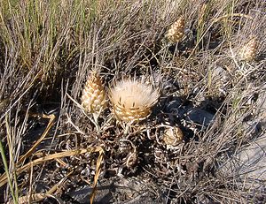 Rhaponticum coniferum (Asteraceae)  - Rhapontic conifère, Pomme-de-pin, Leuzée conifère, Leuzée à cônes, Leuzée pomme-de-pin Herault [France] 04/07/2004 - 670m