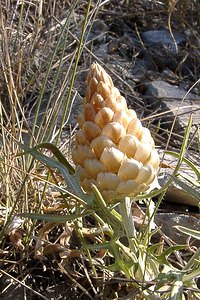 Rhaponticum coniferum (Asteraceae)  - Rhapontic conifère, Pomme-de-pin, Leuzée conifère, Leuzée à cônes, Leuzée pomme-de-pin Herault [France] 04/07/2004 - 670m