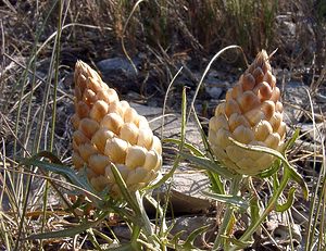 Rhaponticum coniferum (Asteraceae)  - Rhapontic conifère, Pomme-de-pin, Leuzée conifère, Leuzée à cônes, Leuzée pomme-de-pin Herault [France] 04/07/2004 - 670m