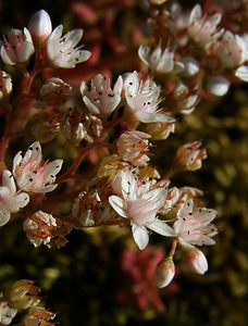 Sedum album (Crassulaceae)  - Orpin blanc - White Stonecrop Gard [France] 04/07/2004 - 660m