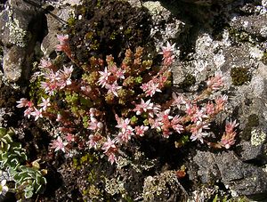 Sedum anglicum (Crassulaceae)  - Orpin d'Angleterre, Orpin anglais - English Stonecrop Hautes-Pyrenees [France] 12/07/2004 - 1290m