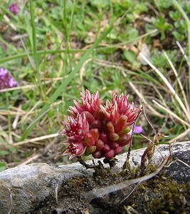 Sedum atratum subsp. atratum (Crassulaceae)  - Orpin noirâtre Hautes-Pyrenees [France] 14/07/2004 - 2090m