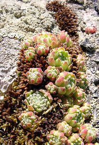 Sempervivum montanum (Crassulaceae)  - Joubarbe des montagnes - Mountain House-leek Hautes-Pyrenees [France] 13/07/2004 - 1600m