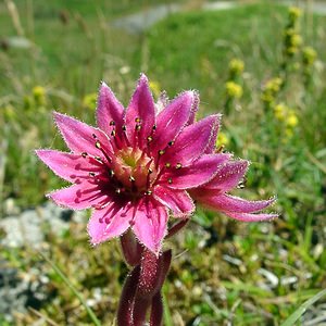 Sempervivum montanum (Crassulaceae)  - Joubarbe des montagnes - Mountain House-leek Hautes-Pyrenees [France] 13/07/2004 - 1600m