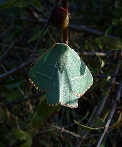 Thalera fimbrialis (Geometridae)  - Phalène du Buplèvre, la Phalène du Thym - Sussex Emerald Gard [France] 04/07/2004 - 610m