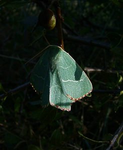 Thalera fimbrialis (Geometridae)  - Phalène du Buplèvre, la Phalène du Thym - Sussex Emerald Gard [France] 04/07/2004 - 610m