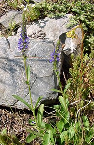 Veronica spicata (Plantaginaceae)  - Véronique en épi - Spiked Speedwell Hautes-Pyrenees [France] 12/07/2004 - 1290m