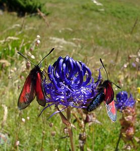 Zygaena purpuralis (Zygaenidae)  - Zygène pourpre, Zygène du Serpolet - Transparent Burnet Hautes-Pyrenees [France] 13/07/2004 - 1600m