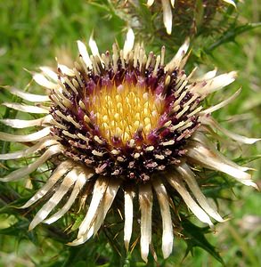 Carlina vulgaris (Asteraceae)  - Carline commune, Chardon doré - Carline Thistle Pas-de-Calais [France] 21/08/2004 - 80m