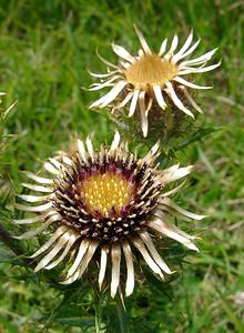 Carlina vulgaris (Asteraceae)  - Carline commune, Chardon doré - Carline Thistle Pas-de-Calais [France] 21/08/2004 - 80m