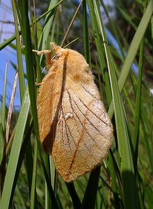 Euthrix potatoria (Lasiocampidae)  - Buveuse - Drinker Turnhout [Belgique] 14/08/2004 - 30m