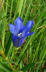 Gentiana pneumonanthe (Gentianaceae)  - Gentiane pneumonanthe, Gentiane des marais, Gentiane pulmonaire des marais - Marsh Gentian Marne [France] 07/08/2004 - 100m