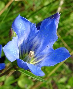 Gentiana pneumonanthe (Gentianaceae)  - Gentiane pneumonanthe, Gentiane des marais, Gentiane pulmonaire des marais - Marsh Gentian Marne [France] 07/08/2004 - 100m