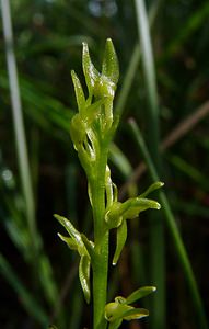 Hammarbya paludosa (Orchidaceae)  - Hammarbya des marais, Malaxis des tourbières, Malaxis à deux feuilles, Malaxide des marais, Malaxis des marais - Bog Orchid Turnhout [Belgique] 14/08/2004 - 30m