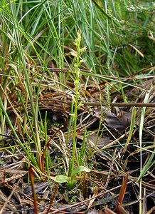 Hammarbya paludosa (Orchidaceae)  - Hammarbya des marais, Malaxis des tourbières, Malaxis à deux feuilles, Malaxide des marais, Malaxis des marais - Bog Orchid Turnhout [Belgique] 14/08/2004 - 30m