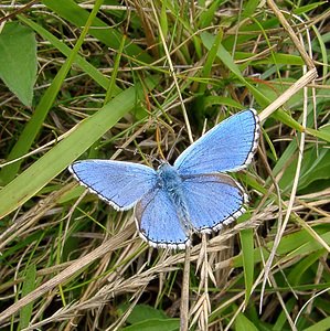 Lysandra bellargus (Lycaenidae)  - Bel-Argus, Azuré bleu céleste - Adonis Blue Pas-de-Calais [France] 21/08/2004 - 80m