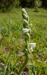 Spiranthes spiralis (Orchidaceae)  - Spiranthe d'automne, Spiranthe spiralée - Autumn Lady's-tresses Pas-de-Calais [France] 21/08/2004 - 80m