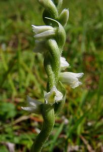 Spiranthes spiralis (Orchidaceae)  - Spiranthe d'automne, Spiranthe spiralée - Autumn Lady's-tresses Pas-de-Calais [France] 21/08/2004 - 80m