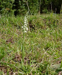 Spiranthes spiralis (Orchidaceae)  - Spiranthe d'automne, Spiranthe spiralée - Autumn Lady's-tresses Pas-de-Calais [France] 21/08/2004 - 80m