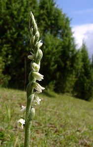 Spiranthes spiralis (Orchidaceae)  - Spiranthe d'automne, Spiranthe spiralée - Autumn Lady's-tresses Pas-de-Calais [France] 21/08/2004 - 80m