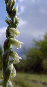 Spiranthes spiralis (Orchidaceae)  - Spiranthe d'automne, Spiranthe spiralée - Autumn Lady's-tresses Pas-de-Calais [France] 21/08/2004 - 80m