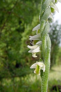 Spiranthes spiralis (Orchidaceae)  - Spiranthe d'automne, Spiranthe spiralée - Autumn Lady's-tresses Pas-de-Calais [France] 21/08/2004 - 80m