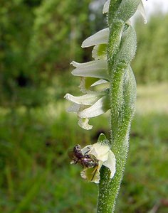 Spiranthes spiralis (Orchidaceae)  - Spiranthe d'automne, Spiranthe spiralée - Autumn Lady's-tresses Pas-de-Calais [France] 21/08/2004 - 80m