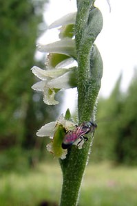 Spiranthes spiralis (Orchidaceae)  - Spiranthe d'automne, Spiranthe spiralée - Autumn Lady's-tresses Pas-de-Calais [France] 21/08/2004 - 80m