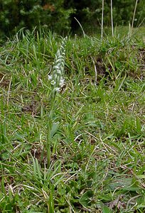 Spiranthes spiralis (Orchidaceae)  - Spiranthe d'automne, Spiranthe spiralée - Autumn Lady's-tresses Pas-de-Calais [France] 21/08/2004 - 80m