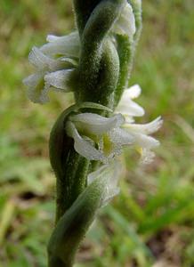 Spiranthes spiralis (Orchidaceae)  - Spiranthe d'automne, Spiranthe spiralée - Autumn Lady's-tresses Pas-de-Calais [France] 21/08/2004 - 80m