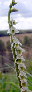 Spiranthes spiralis (Orchidaceae)  - Spiranthe d'automne, Spiranthe spiralée - Autumn Lady's-tresses Pas-de-Calais [France] 21/08/2004 - 80m