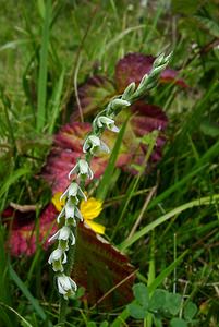 Spiranthes spiralis (Orchidaceae)  - Spiranthe d'automne, Spiranthe spiralée - Autumn Lady's-tresses Pas-de-Calais [France] 21/08/2004 - 80m