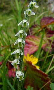 Spiranthes spiralis (Orchidaceae)  - Spiranthe d'automne, Spiranthe spiralée - Autumn Lady's-tresses Pas-de-Calais [France] 21/08/2004 - 80m