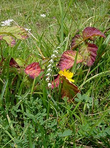 Spiranthes spiralis (Orchidaceae)  - Spiranthe d'automne, Spiranthe spiralée - Autumn Lady's-tresses Pas-de-Calais [France] 21/08/2004 - 80m