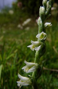 Spiranthes spiralis (Orchidaceae)  - Spiranthe d'automne, Spiranthe spiralée - Autumn Lady's-tresses Pas-de-Calais [France] 21/08/2004 - 80m