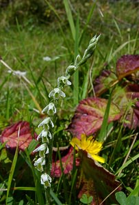 Spiranthes spiralis (Orchidaceae)  - Spiranthe d'automne, Spiranthe spiralée - Autumn Lady's-tresses Pas-de-Calais [France] 21/08/2004 - 80m