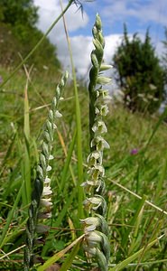 Spiranthes spiralis (Orchidaceae)  - Spiranthe d'automne, Spiranthe spiralée - Autumn Lady's-tresses Pas-de-Calais [France] 21/08/2004 - 80m