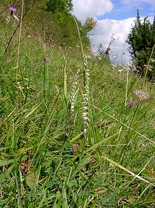 Spiranthes spiralis (Orchidaceae)  - Spiranthe d'automne, Spiranthe spiralée - Autumn Lady's-tresses Pas-de-Calais [France] 21/08/2004 - 80m