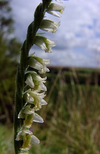 Spiranthes spiralis (Orchidaceae)  - Spiranthe d'automne, Spiranthe spiralée - Autumn Lady's-tresses Pas-de-Calais [France] 21/08/2004 - 80m