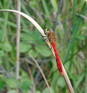 Sympetrum sanguineum (Libellulidae)  - Sympétrum sanguin, Sympétrum rouge sang - Ruddy Darter Marne [France] 07/08/2004 - 100m