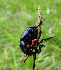 Timarcha tenebricosa (Chrysomelidae)  - Grand crache-sang, Crache-sang - Bloody-nosed Beetle Pas-de-Calais [France] 21/08/2004 - 80m