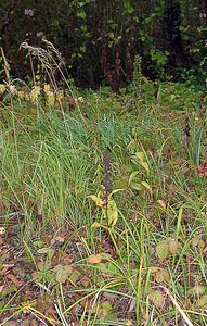 Epipactis helleborine (Orchidaceae)  - Épipactide helléborine, Épipactis à larges feuilles, Épipactis à feuilles larges, Elléborine à larges feuilles, Helléborine - Broad-leaved Helleborine Nord [France] 30/10/2004 - 30m